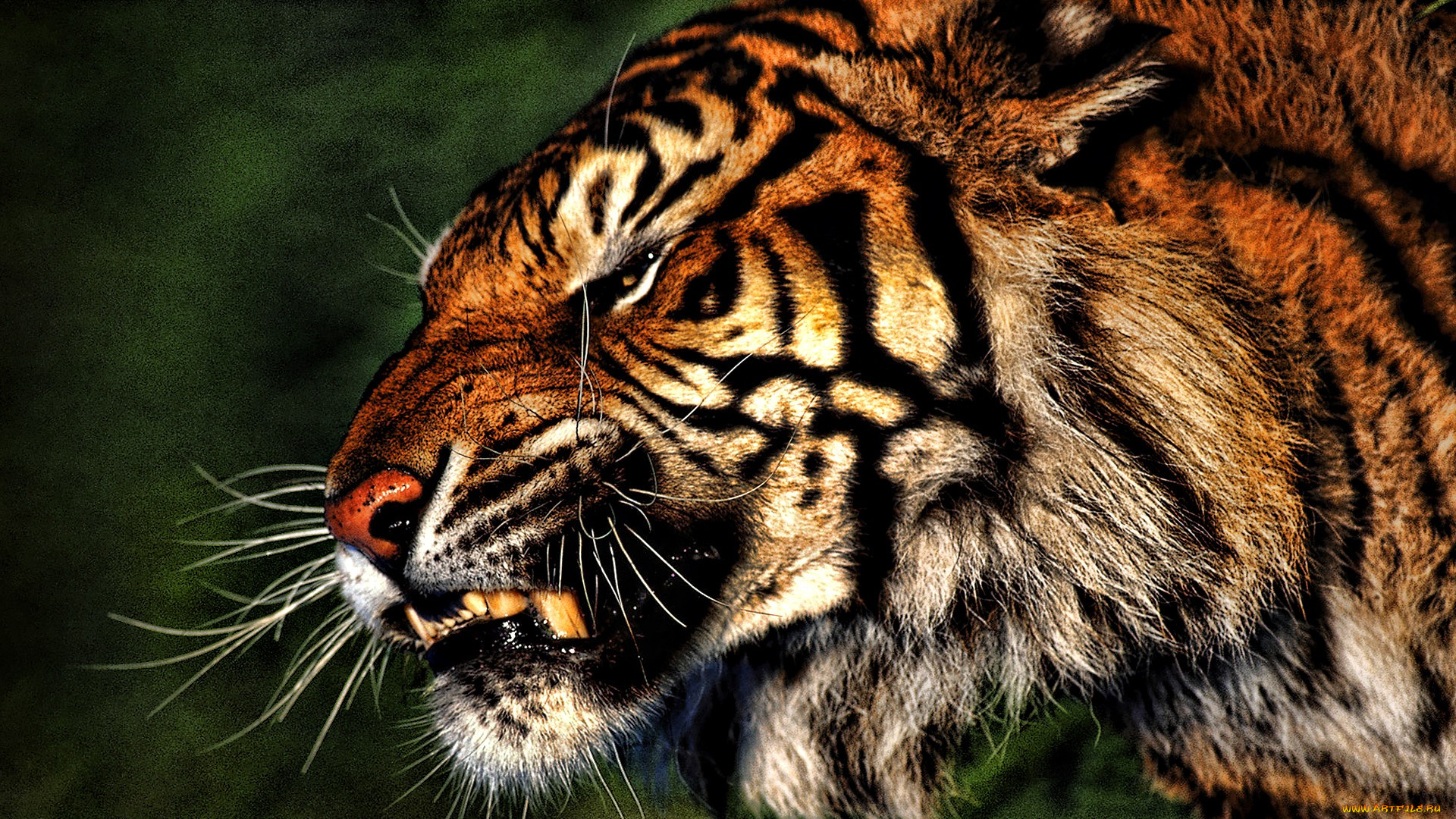 Грозный тигр